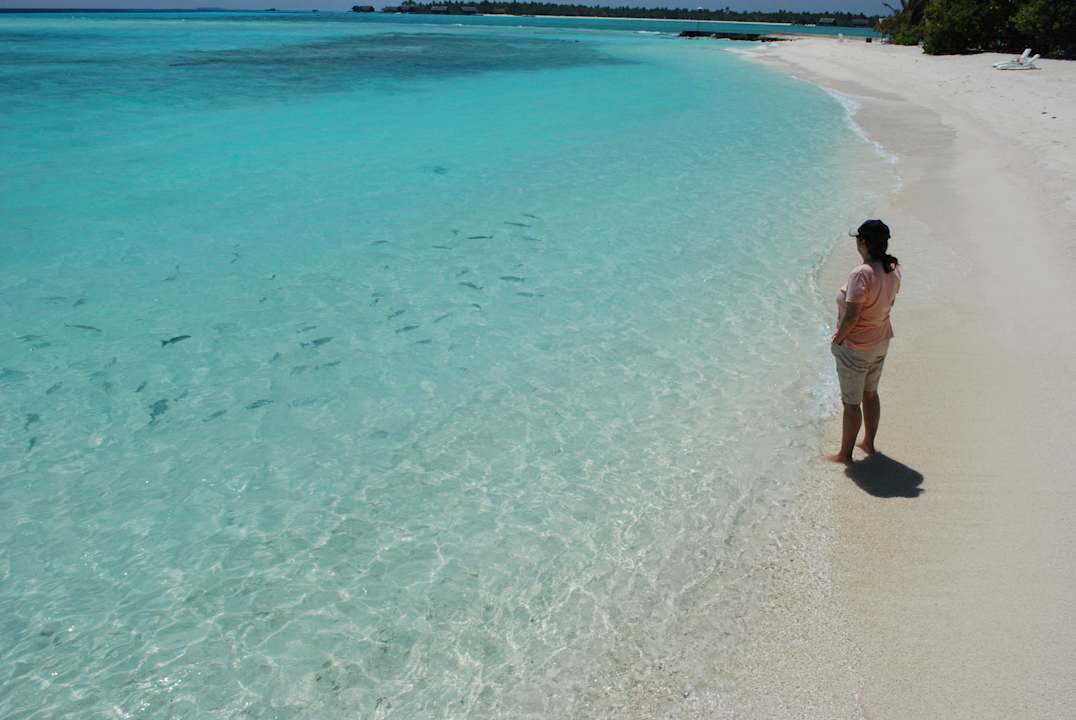 Fische  Summer Island Maldives