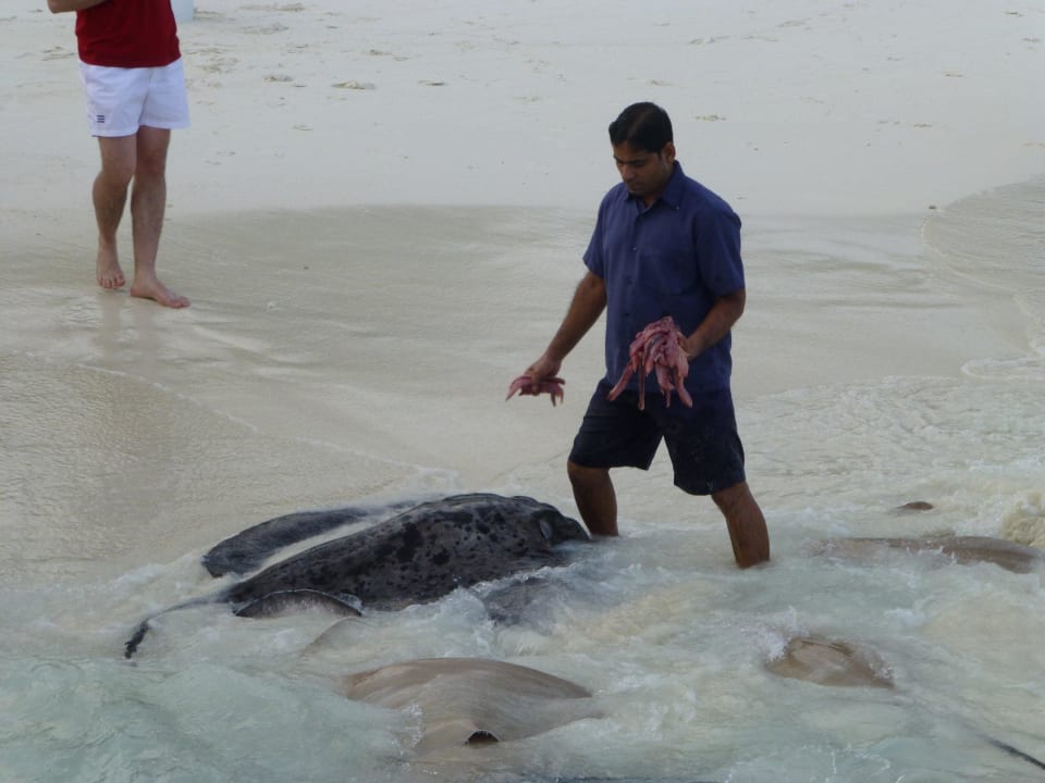 Rochenfütterung NH Collection Maldives Reethi Resort