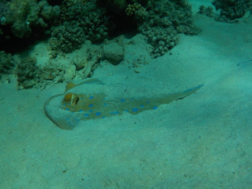 Strand Malikia Resort Abu Dabbab