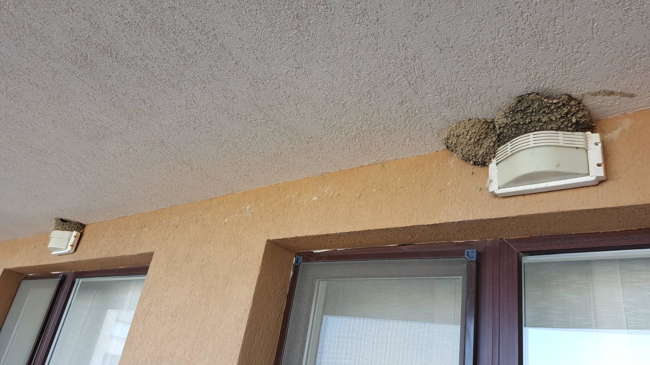 Eines von sehr vielen Vogelnestern auf dem Balkon Obzor Beach Resort