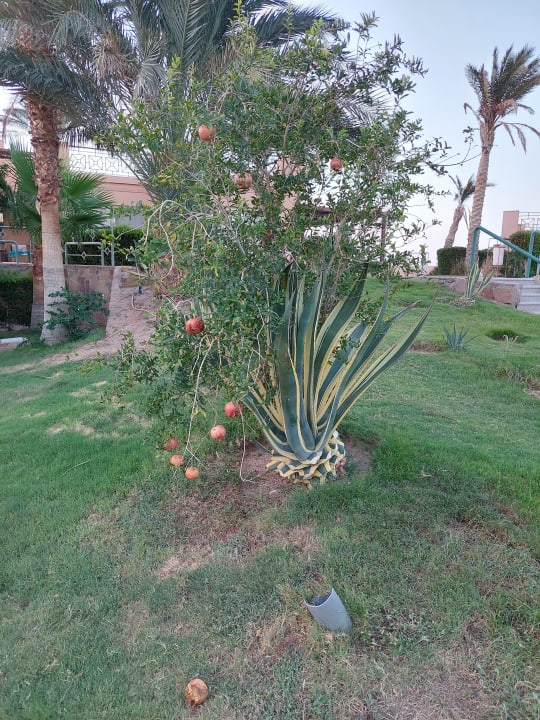 Gartenanlage Shams Prestige Abu Soma-Adults Only