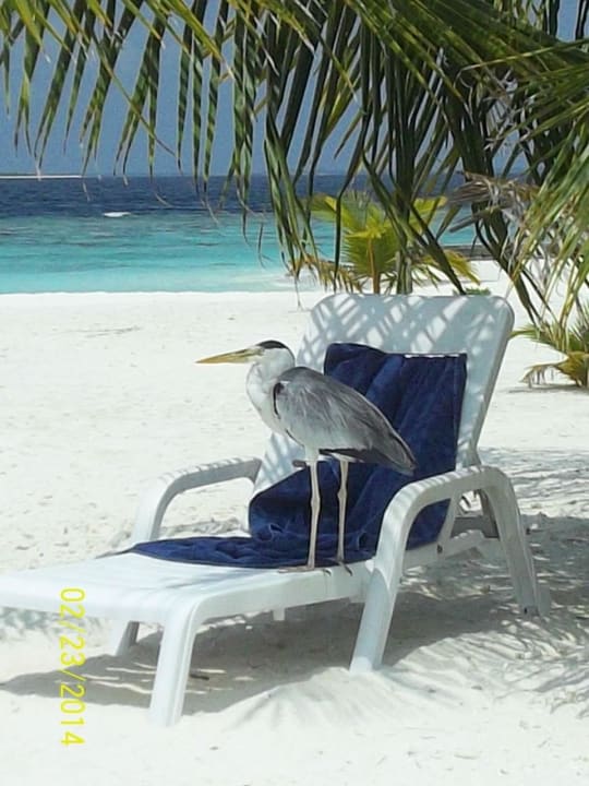 Graugeier zur Mittagspause Adaaran Select Meedhupparu Island Resort - Premium All Inclusive