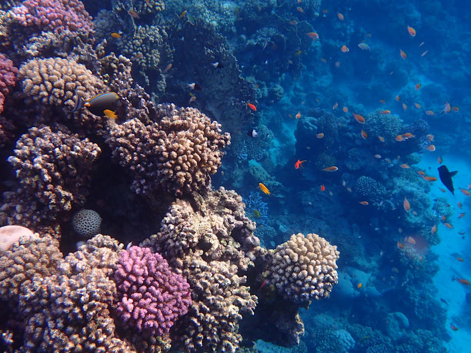 Strand Steigenberger Coraya Beach - Adults only