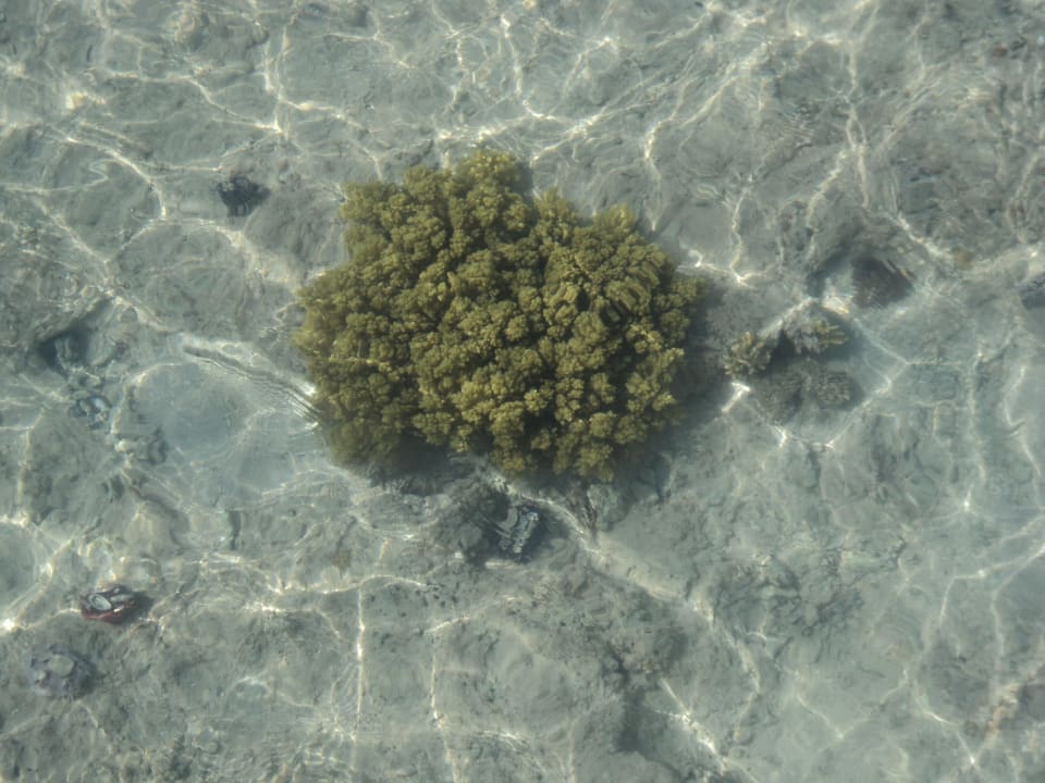 Hotel Stella Makadi Gardens Stella Garden Resort & Spa, Makadi Bay