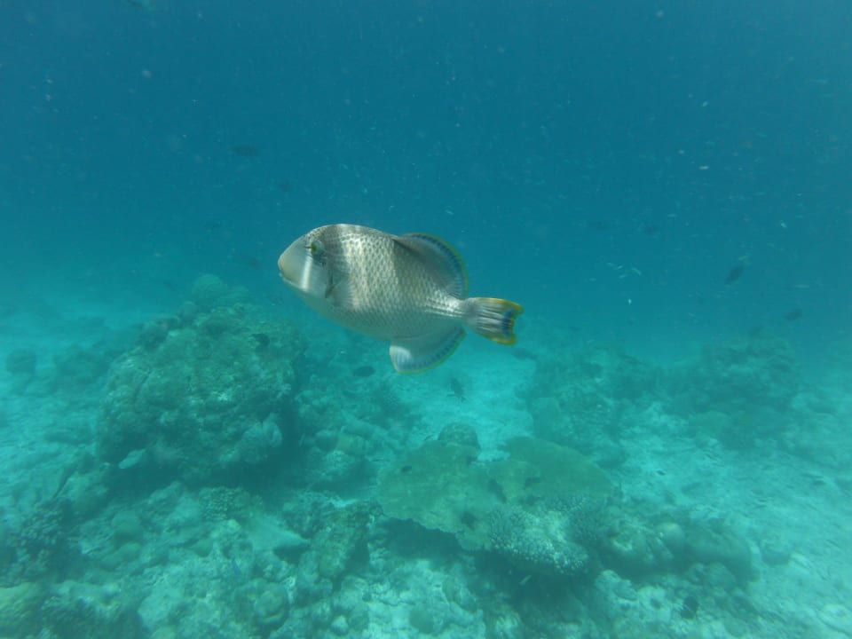 Schönes Exemplar Kuramathi Maldives