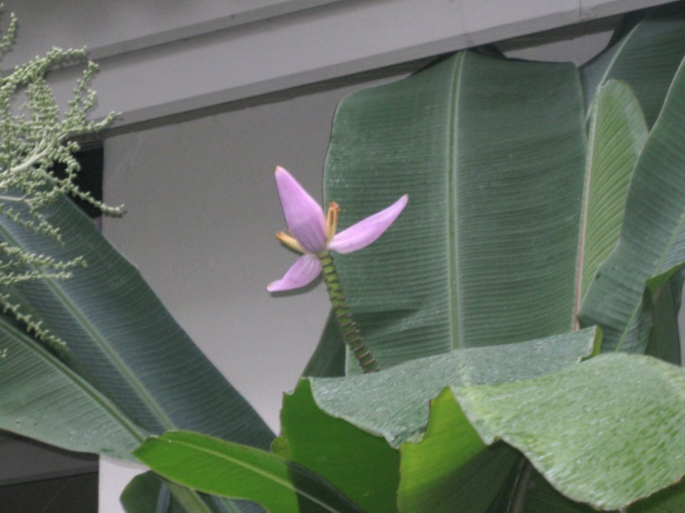 Bananenblüte Baan Khaolak Beach Resort