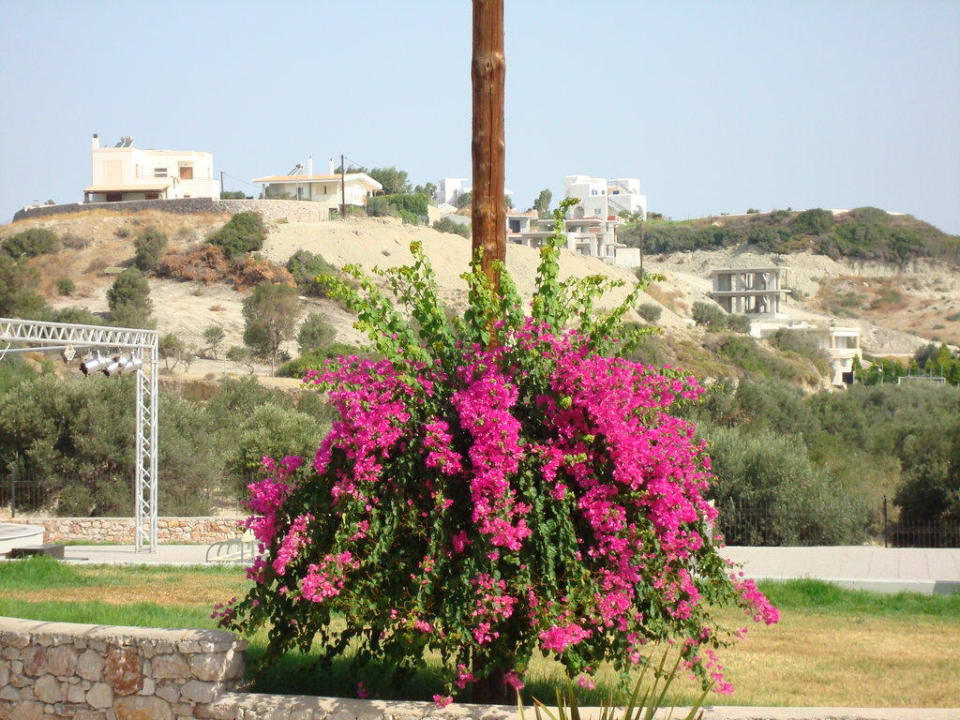 Blumen,mit Blick ins Hinterland Atlantica Mikri Poli Rhodes