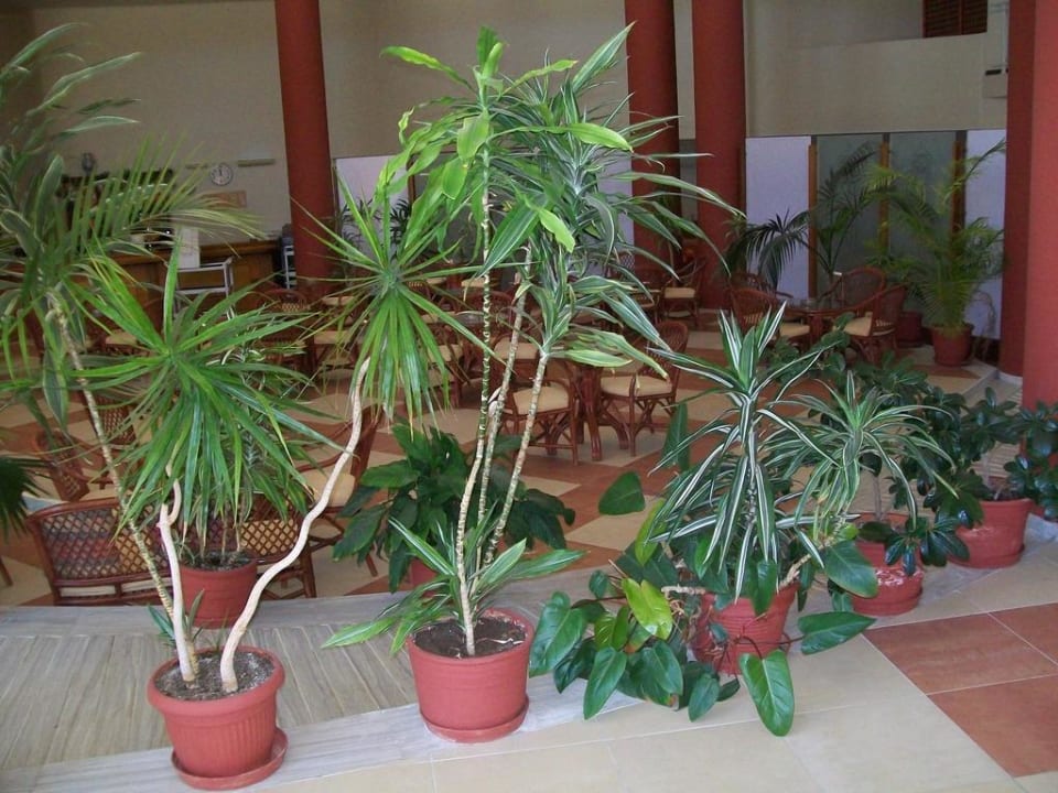 Viele Pflanzen HARPIN Georgioupolis Resort Aquapark & SPA