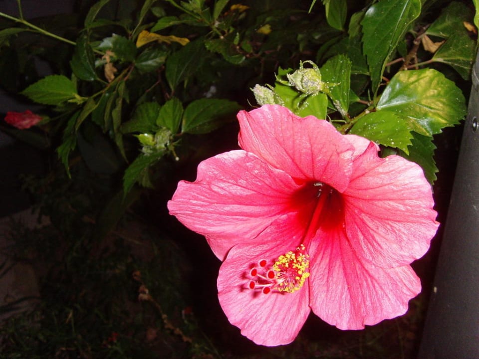Wunderschöne Blüten in der Hotelanlage Aldiana Club Rocca Nettuno Calabria