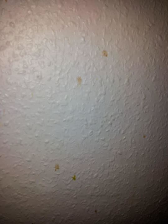 Überall Flecken an der Tapete Hotel Ahl Meerkatzen