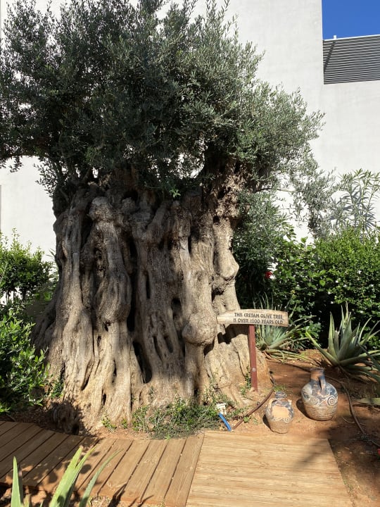 Gartenanlage Lyttos Beach Hotel