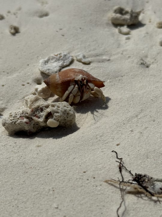 Strand NH Collection Maldives Reethi Resort