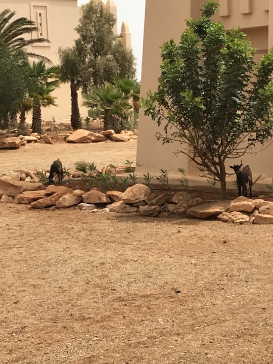 Wilde Ziegen beim Frühstück. Hotel Riu Touareg