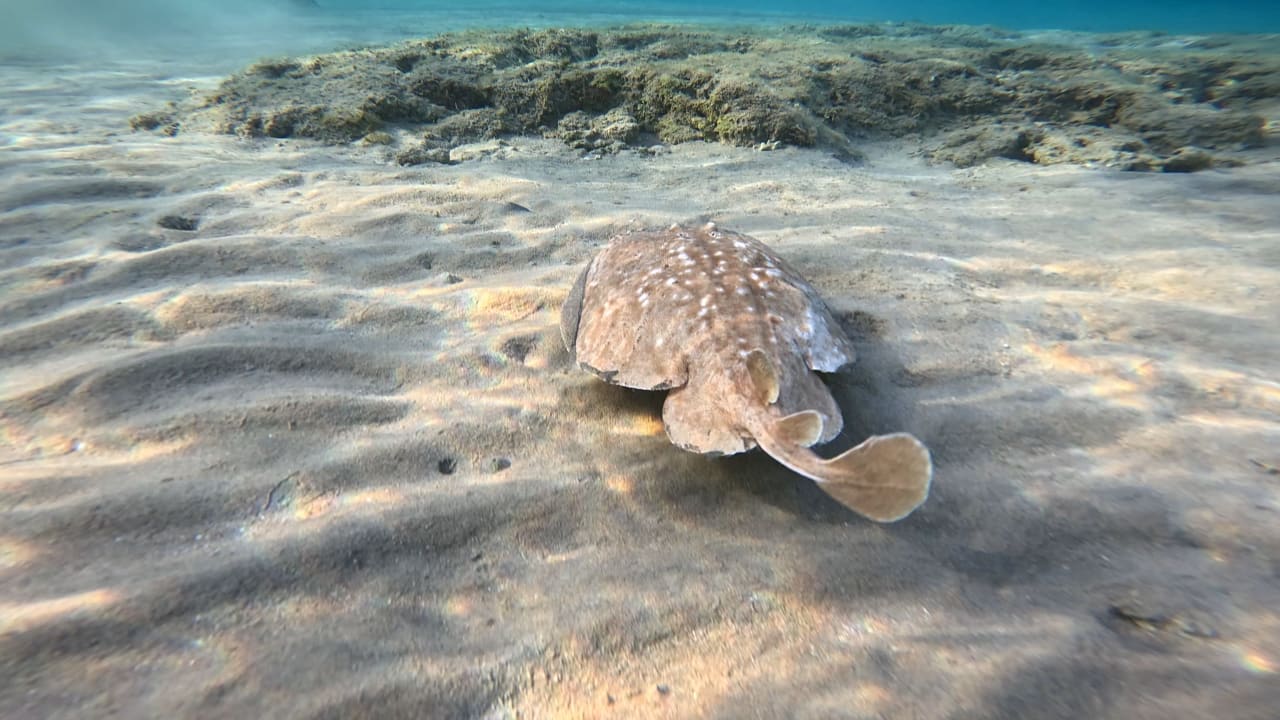 Strand Makadi Spa - Adults only