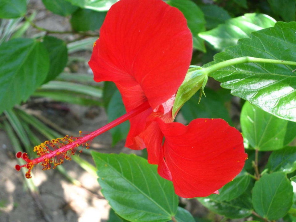 Gaia Garden Gartenanlage  Gaia Garden Hotel