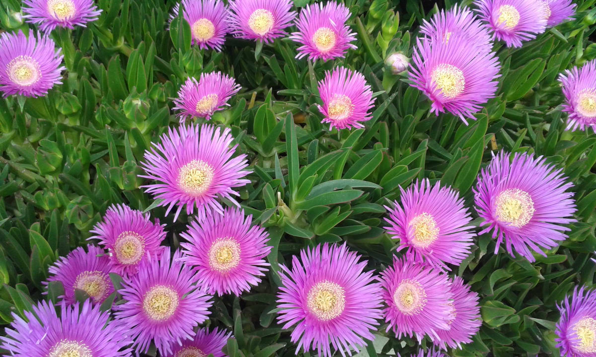 Gartenanlage Nerton Hotel - Erwachsenenhotel ab 16 Jahren