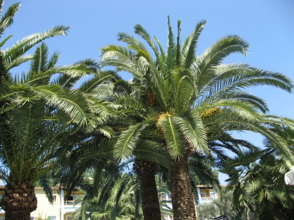 Palmen Alcudia Garden Aparthotel