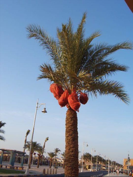 Palme mit Früchten Giftun Azur Resort