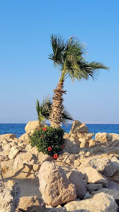 Strand Pickalbatros Citadel Resort