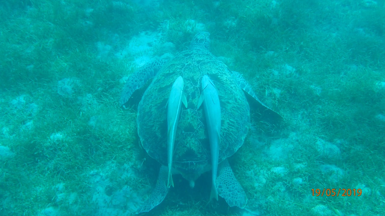 Strand Shams Prestige Abu Soma-Adults Only