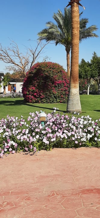 Gartenanlage Desert Rose