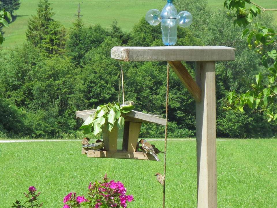 Unsere gefiederten Stammgäste! Hotel Kraftquelle Schlossblick