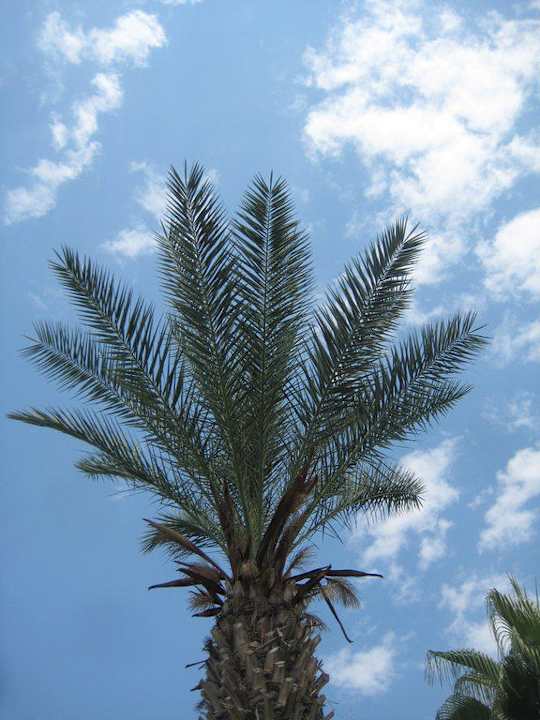 Club Hotel Turtas Club Turtas Beach Hotel