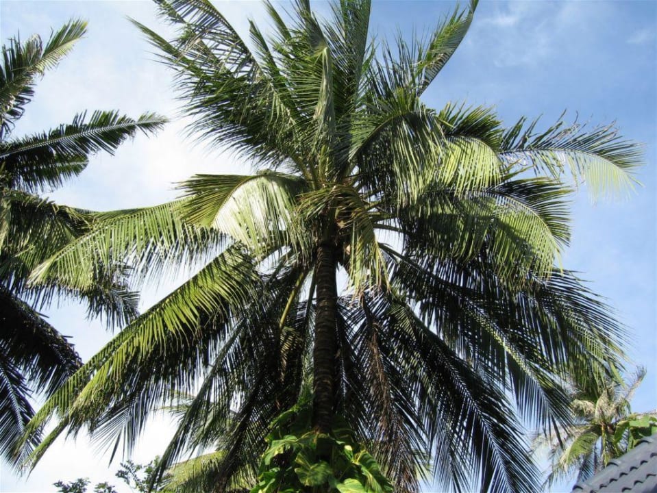 Palme @ Peace Resort NH Collection Samui Peace Resort
