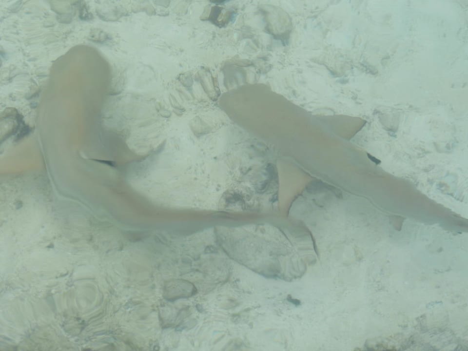 Schwarzspitzenriffhaie Kuramathi Maldives