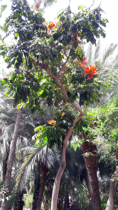 Gartenanlage Hotel Parque Tropical