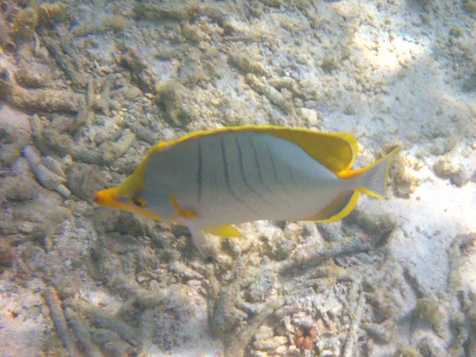 Strand Ifuru Island Resort Maldives