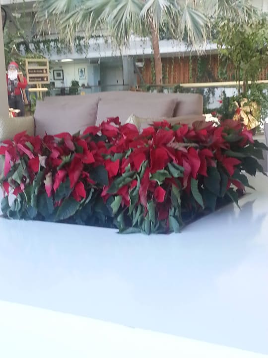 Verdurstende Pflanzen Hotel Grand Teguise Playa