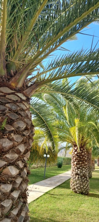 Gartenanlage Prinsotel La Dorada