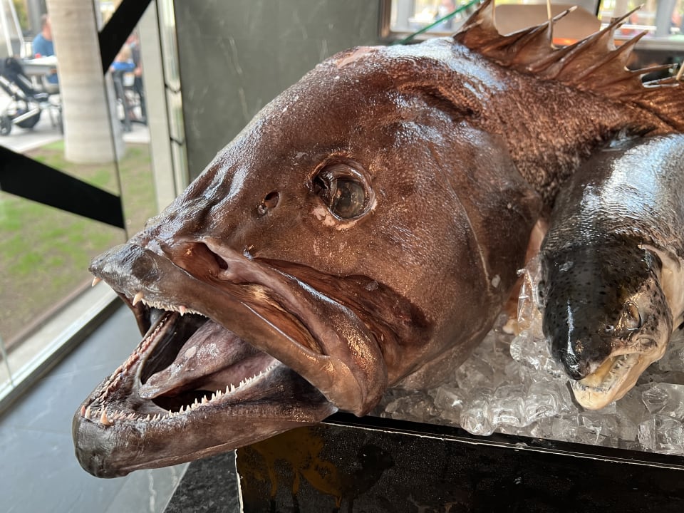 Gastro Hotel Riu Palace Oasis