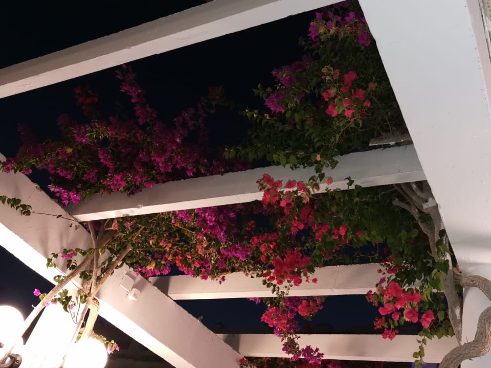 Sonstiges Hotel Riu Palace Maspalomas Adults Only