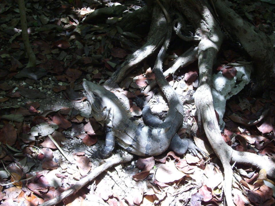 Leguan Iberostar Waves Tucan