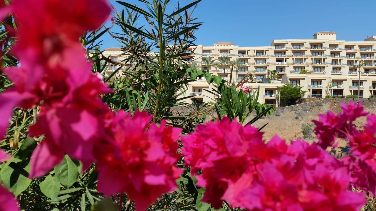 Außenansicht Hotel Riu Buenavista