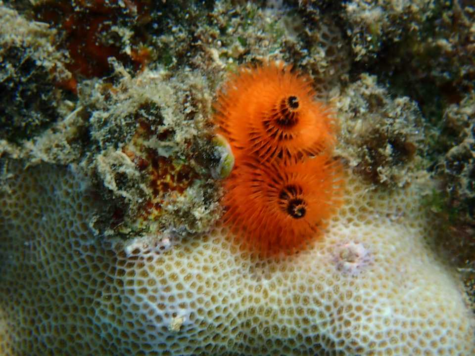 Strand Steigenberger Coraya Beach - Adults only