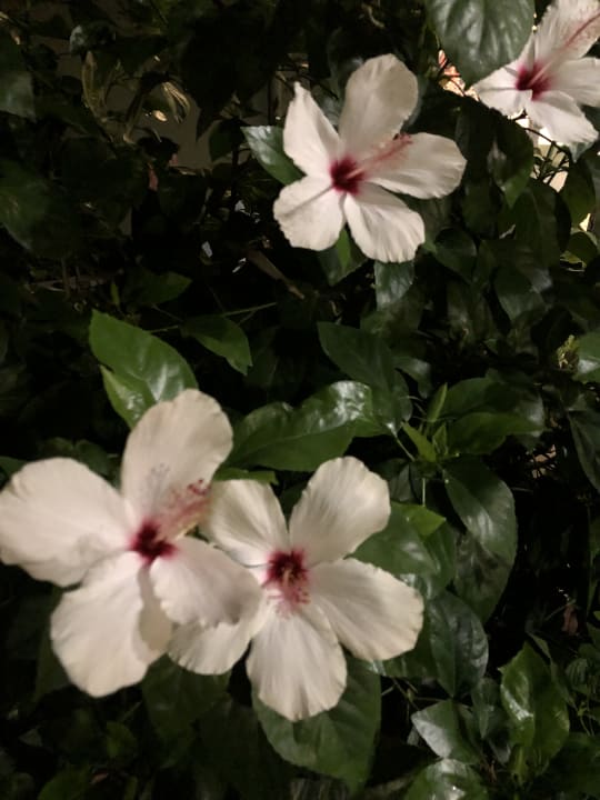 Gartenanlage Hotel Gardenia Beach