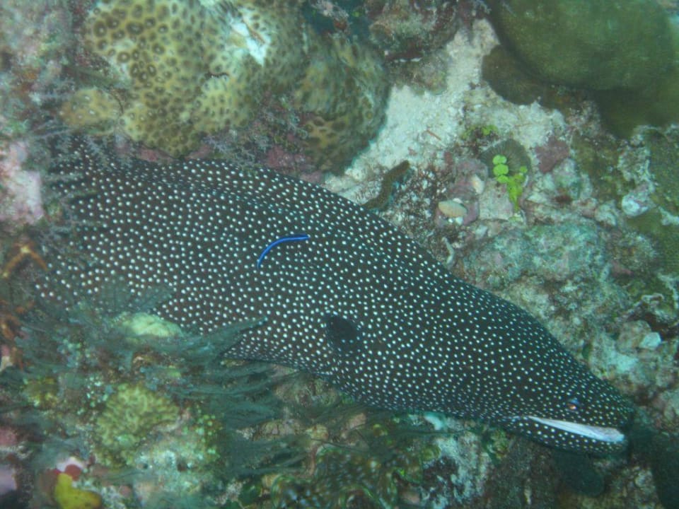 Riesenmuräne (Gymnothorax javanicus) Biyadhoo Island Resort