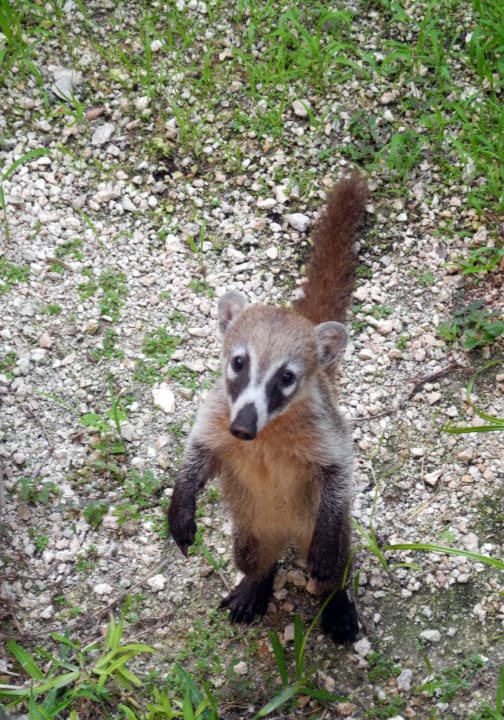 Nasenbär vor unserem Balkon Grand Palladium Select White Sand Resort & Spa