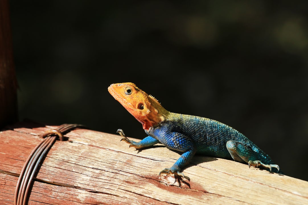 Sonstiges Neptune Village Beach Resort & Spa