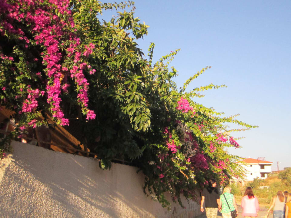 Blumenlandschaft My Home Resort
