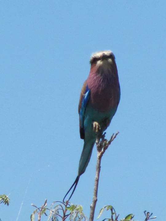 Eine kleine gabelracke Kubu Safari Lodge