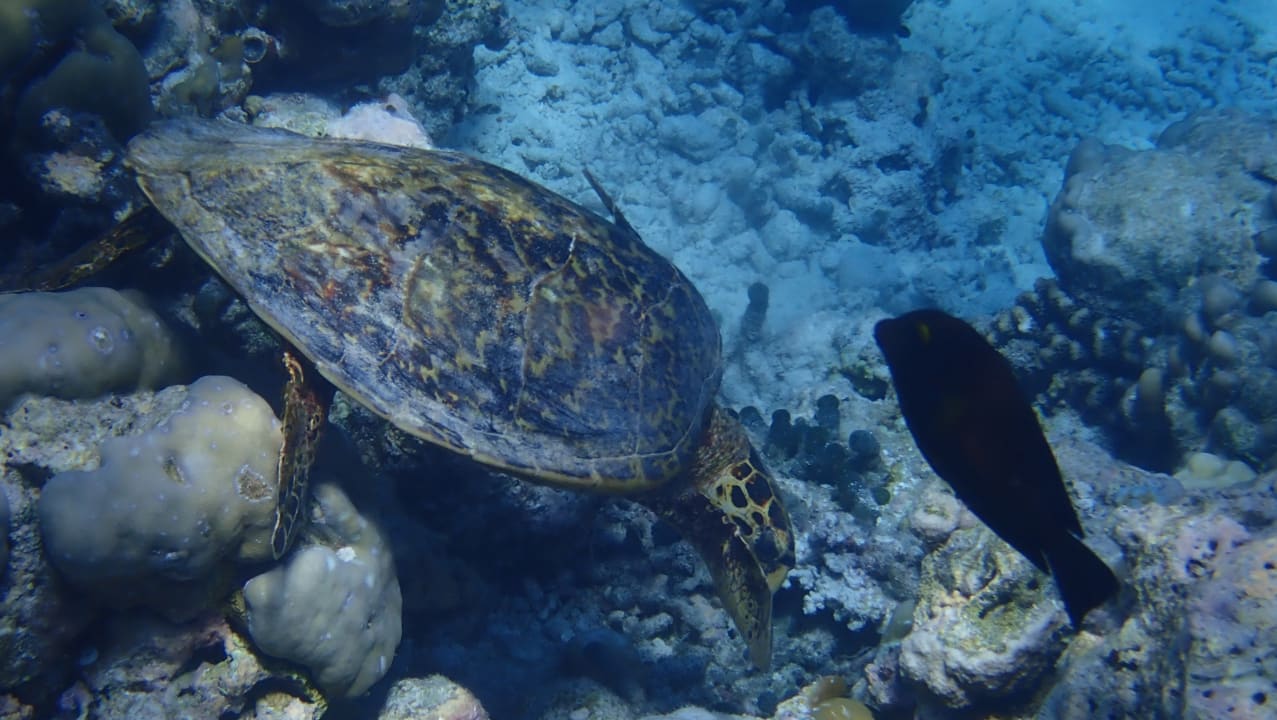 Strand Adaaran Select Meedhupparu Island Resort - Premium All Inclusive