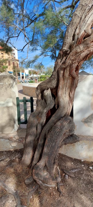 Gartenanlage Hotel & Spa S'Entrador Playa