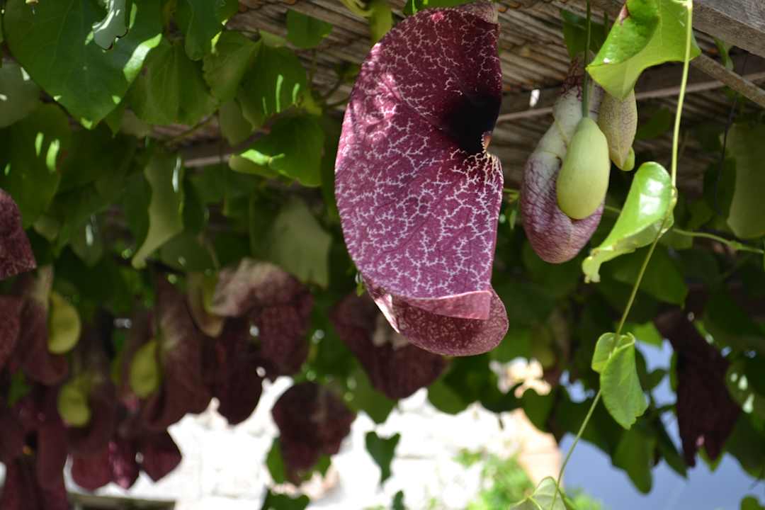Gartenanlage Antica Masseria Timparuci