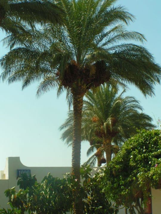 Gartenanlage Shams Safaga Resort