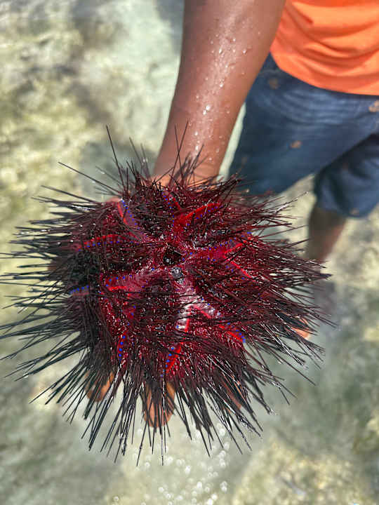 Strand Neptune Village Beach Resort & Spa