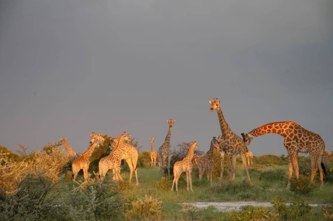 Wildlife at Onguma Onguma Safari Camps